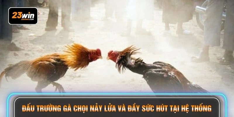 Đấu trường gà chọi nảy lửa và đầy sức hút tại hệ thống