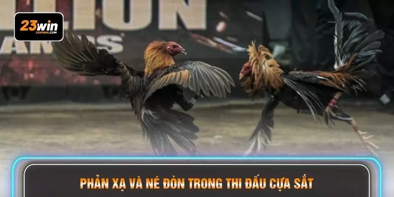 Phản xạ và né đòn trong thi đấu cựa sắt