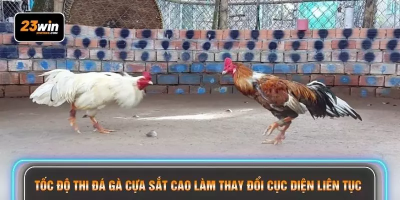 Tốc độ thi đá gà cựa sắt cao làm thay đổi cục diện liên tục 